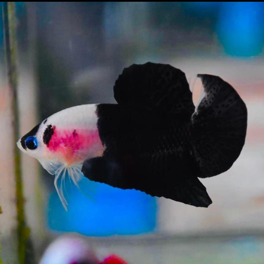 Auction bid betta Thailand 