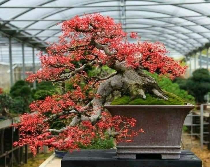 คนรักบอนไซ - Bonsai Lovers