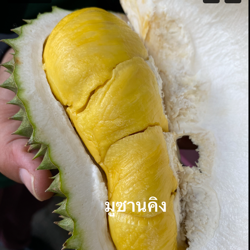 สวนทุเรียนปิ่นทองพันธ์