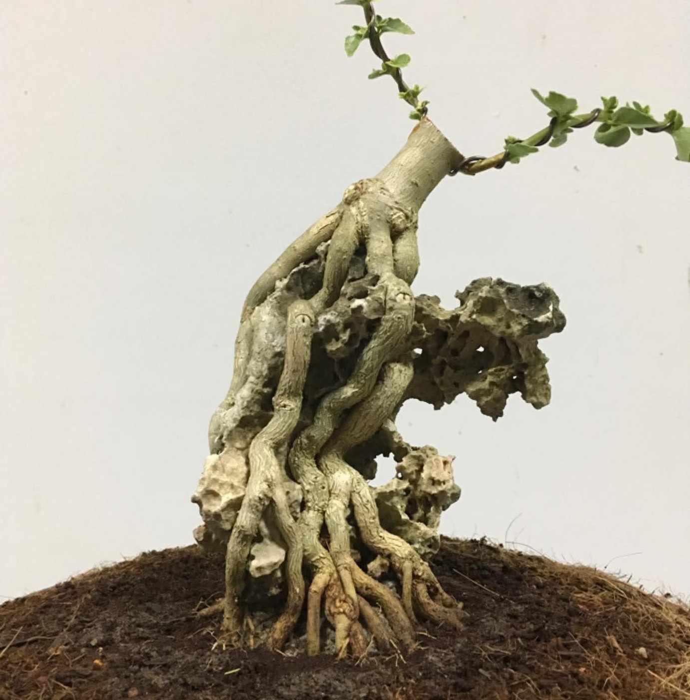 Bonsai on the Rock